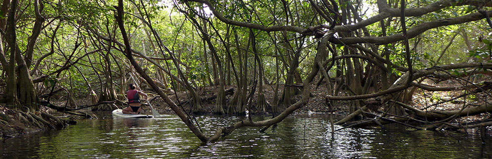 Baladez vous entre les palétuviers en paddle, entre les roseaux dans cette magnifique mangrove de la plage de grande anse en guadeloupe