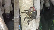 Lors d'une excursion en kayak paddle ou pédalo vous pourrez voir un crabe de mangrove, visible sur les palétuviers de la mangrove.