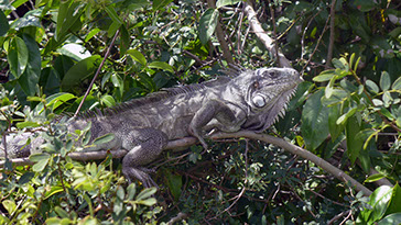 Lors de la promenande dans la mangrove en kayak / paddle / pedalo, il y a des Iguanes à voir, en plus des oiseaux, des crabes et des poissons