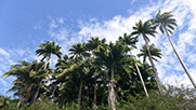 Visible lors d'une location kayak, pédalo ou paddle dans la mangrove avec MKG Centre Nautique Guadeloupe