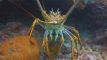 Petite langouste royal trouvée sur le récif lors d'une sortie PMT (Photo by Damien NIES ©)