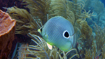 Petit poisson papillon du récif visible en PMT (Photo by Damien NIES ©)